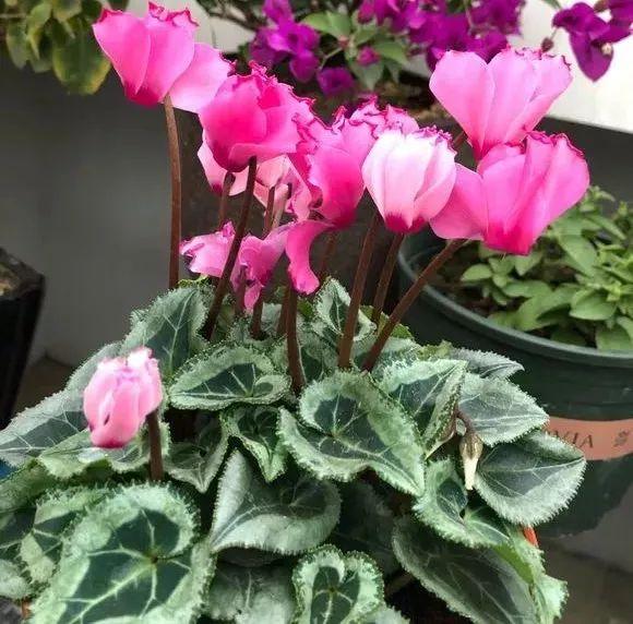 十二月开的花是什么花(关于十二月开的花寓意)