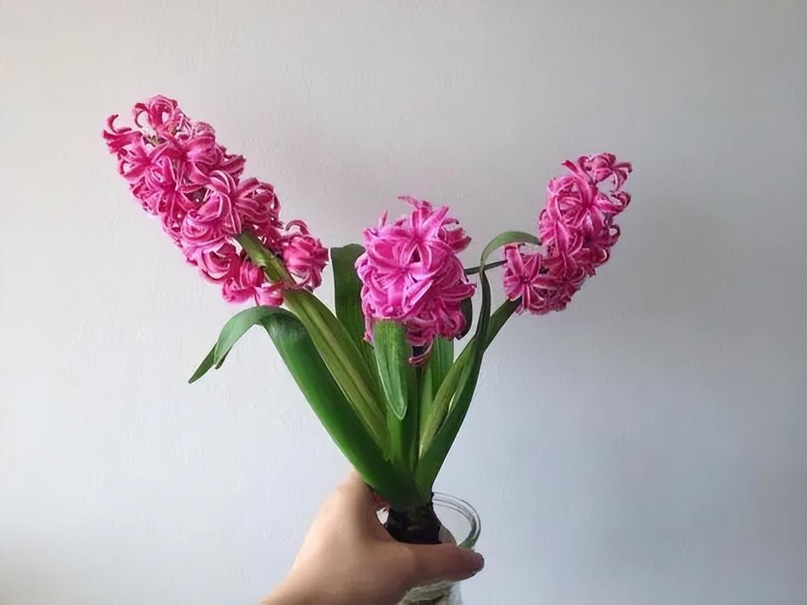 风信子球茎有毒吗怎么养(适合家里种的无毒的花)