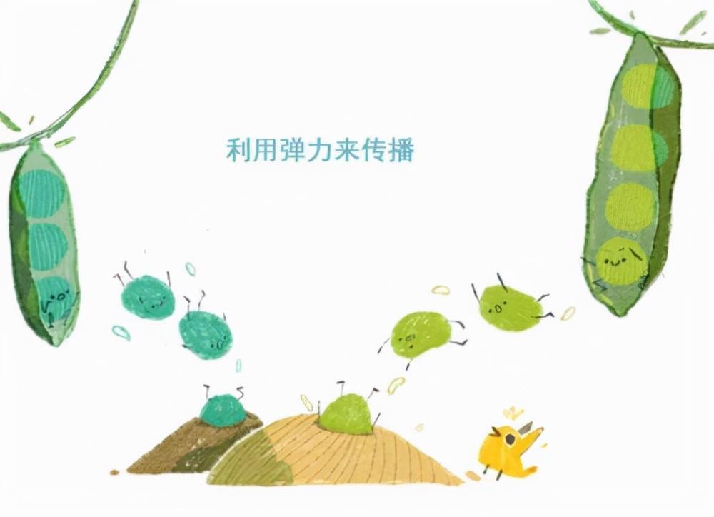 苍耳靠什么传播种子(苍耳传播种子的方法讲解)