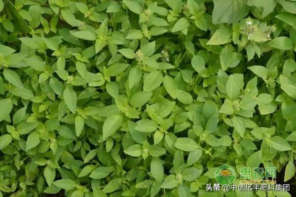 荆芥种植的时间和方法(了解荆芥种植技术要点)