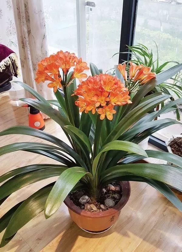 大型绿植有哪些(客厅最好养的大型绿植)
