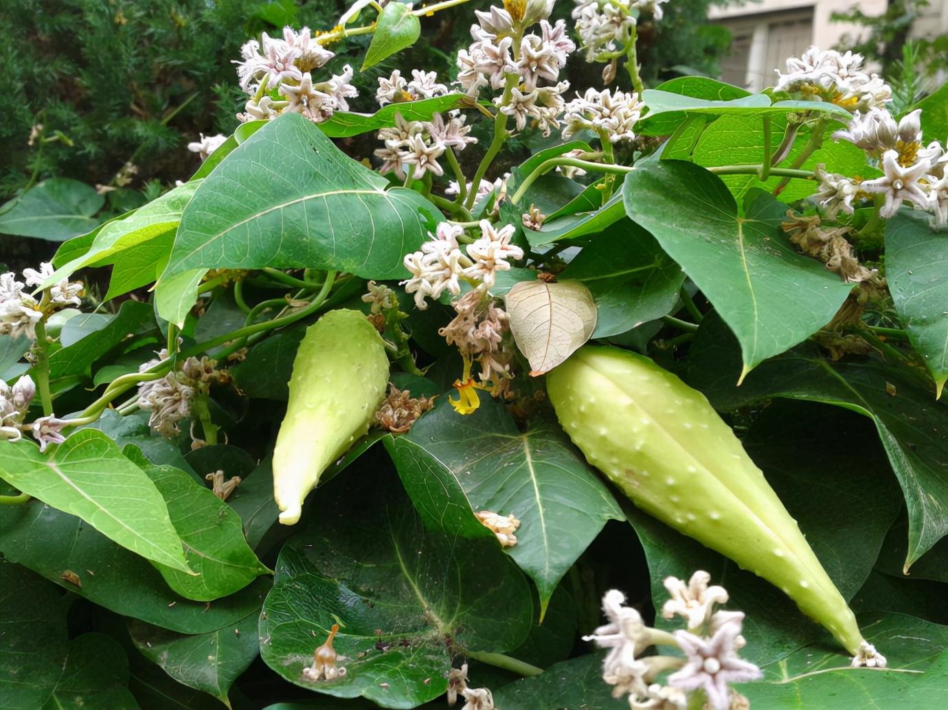 常见野草的种类(农村常见的植物名称)