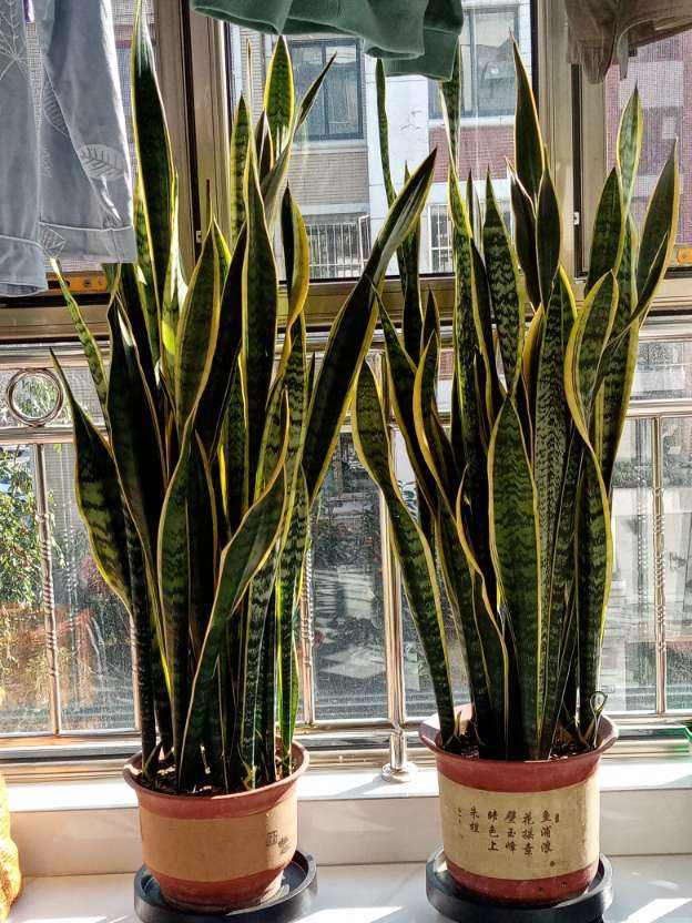 净化空气的室内植物排行榜(除甲醛的绿色植物推荐)