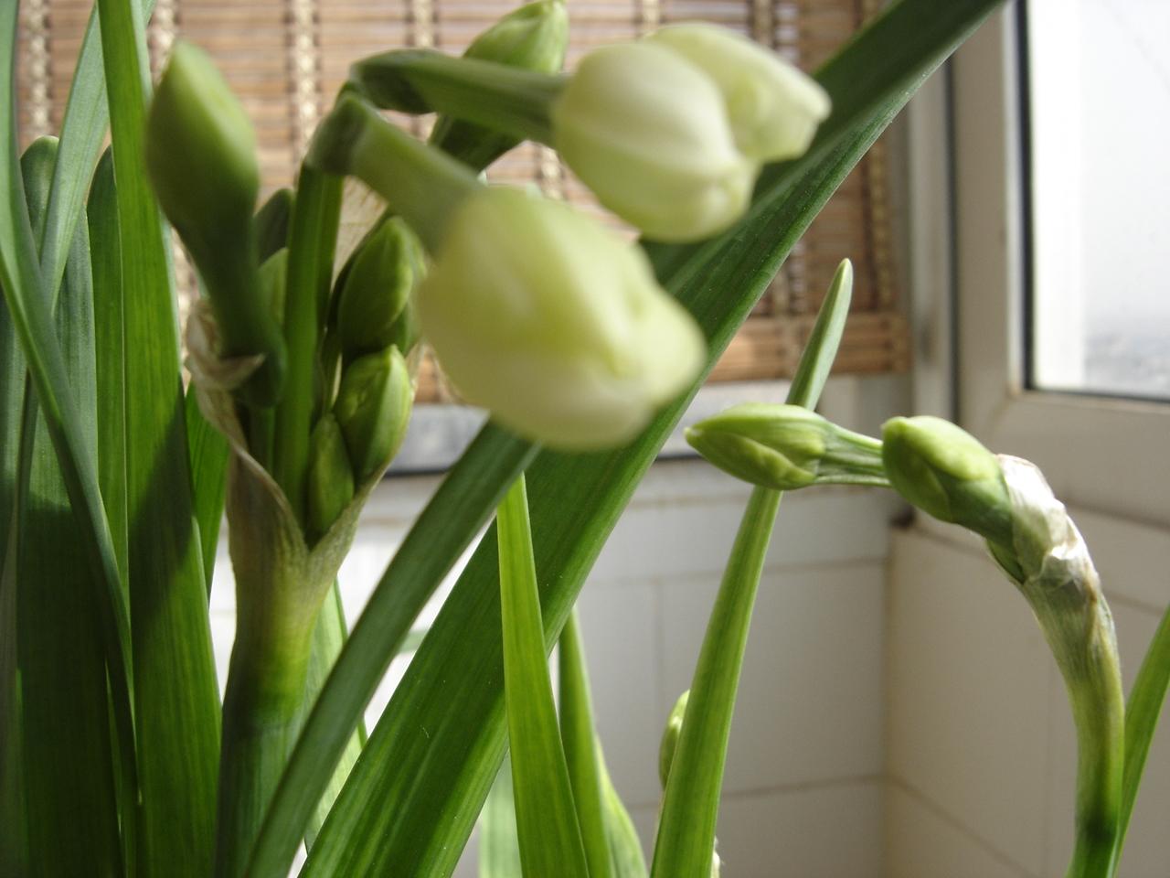 关于水仙花的知识资料(讲解水仙花养殖方法)