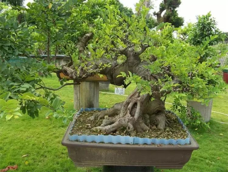 朴树是什么树图片(小叶朴树简介)