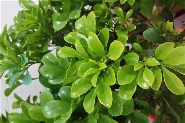 清香木怎么养及注意事项(详解清香木的养殖方法)