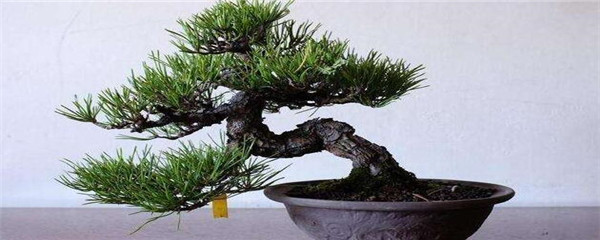 盆景制作方法（盆景制作入门教程）