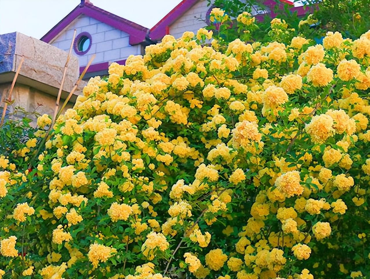 木香花为什么叫鬼招手（木香花的风水禁忌）