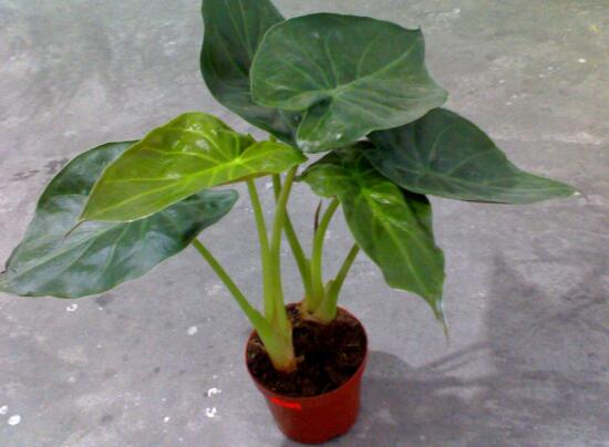 滴水观音吸甲醛吗(吸甲醛的绿植排名)