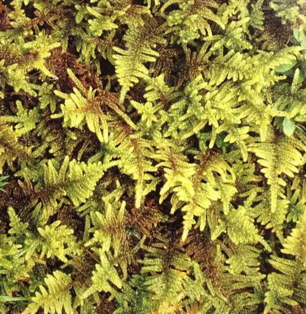 苔藓植物有哪些结构特点(常见的蕨类植物推荐)