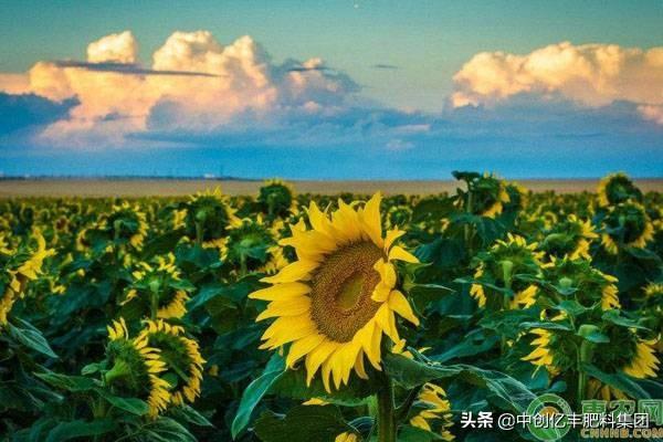 向日葵开花时间是几点左右开花(关于向日葵盆栽养护方法)