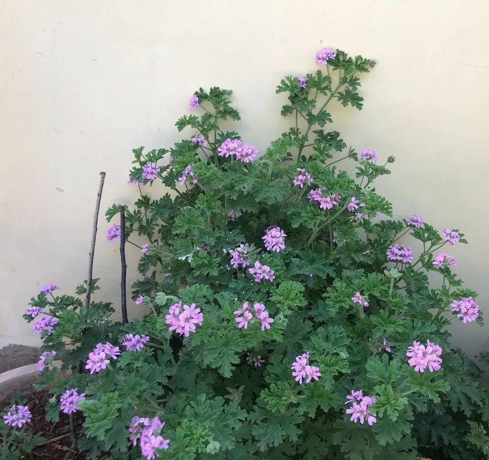 驱蚊草有几种(推荐可以驱蚊子的植物)