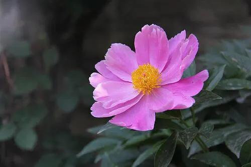 芍药品种介绍及图片(最受欢迎的芍药品种)
