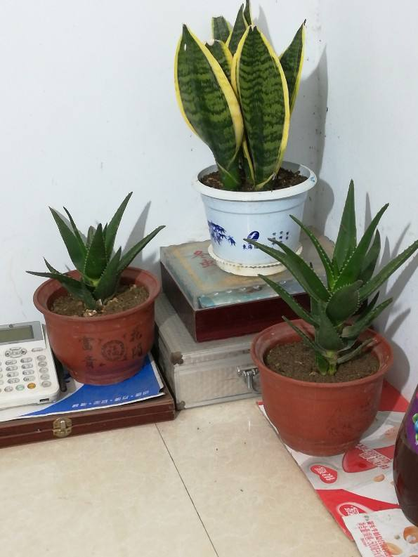 净化空气有哪些植和花(解决空气污染的方法)