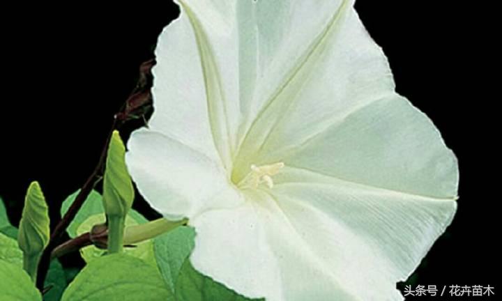 月光花的花语(了解月光花养护方法)