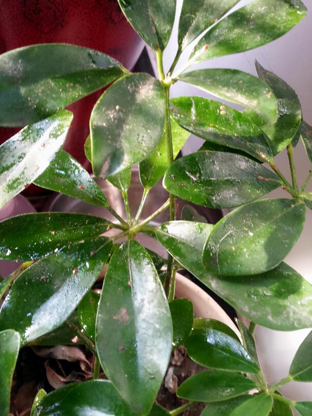 常绿阔叶林有什么植物(地理植被类型分类)