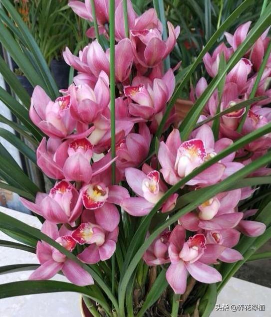 兰花几月开花(介绍兰花好养又香的品种)