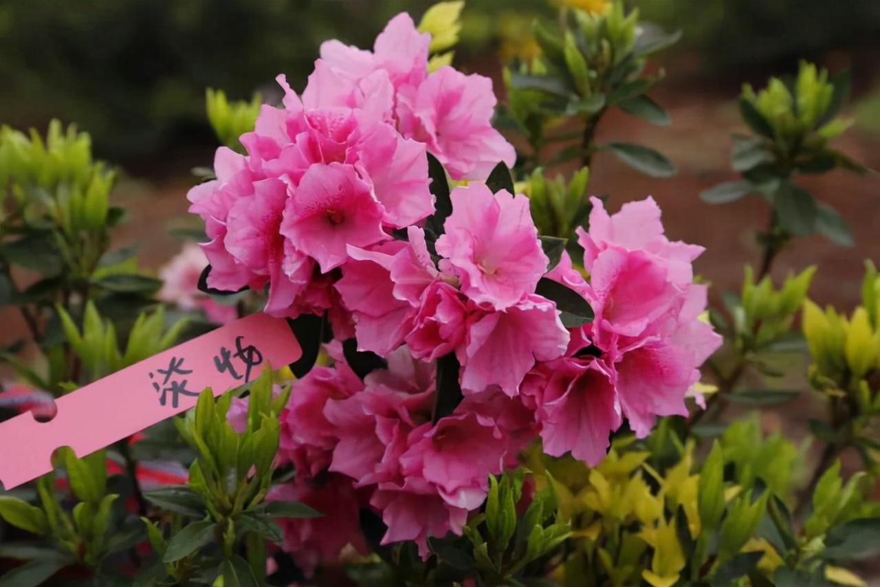 腊梅和梅花哪个耐寒好养(分享腊梅花水养家庭养法)