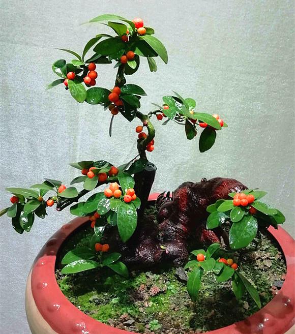 金豆盆景是什么植物(金豆国家二级保护植物)