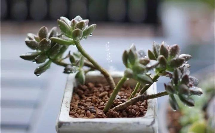 多肉用什么土壤种植最好(讲解多肉种植方法和注意事项)