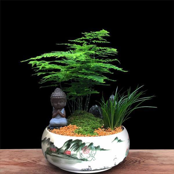 文竹盆景怎么养(关于文竹盆栽的养殖方法)