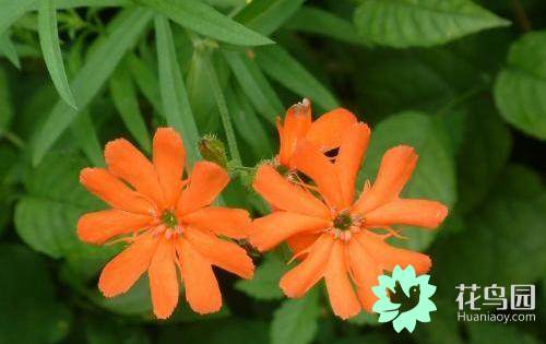 剪秋罗是什么(关于剪秋罗的颜色和形状)