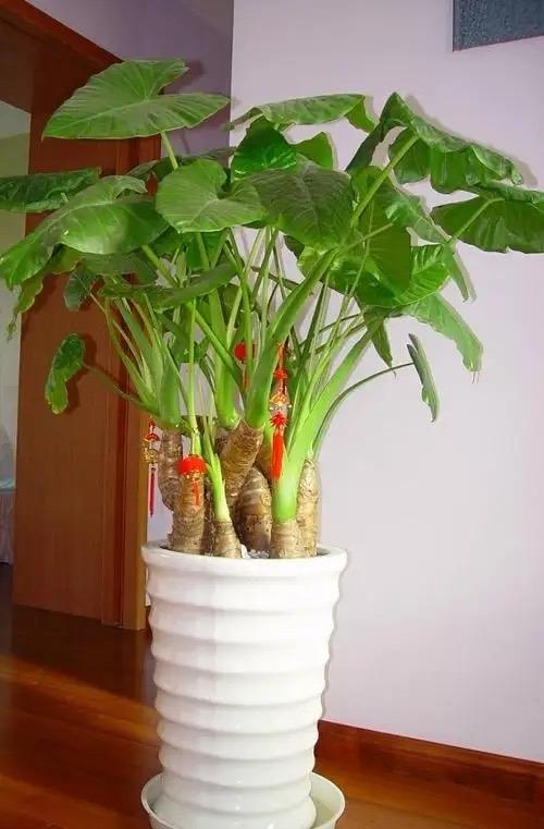 植物盆栽怎么养殖(适合家里养的盆栽植物)