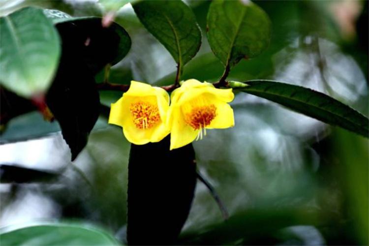 活化石植物是什么意思(植物中的活化石树介绍)