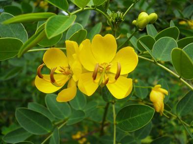 黄花决明子什么时候开花（黄槐决明与黄花槐区别）