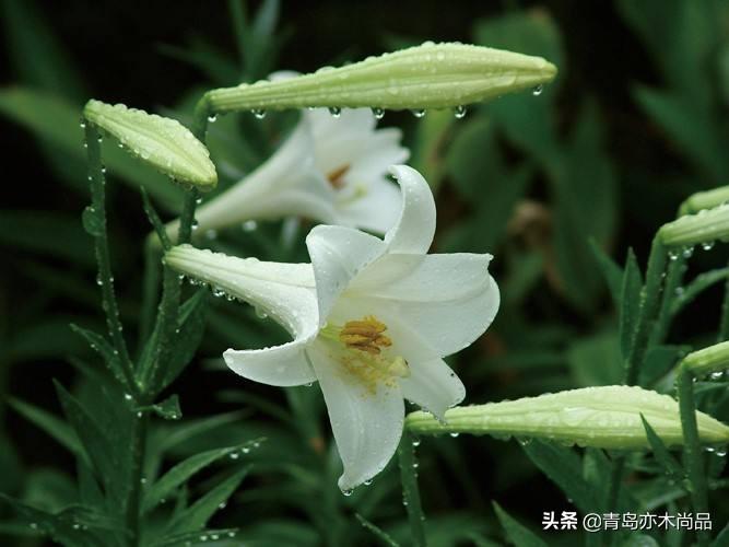毛百合和百合的区别在哪里
