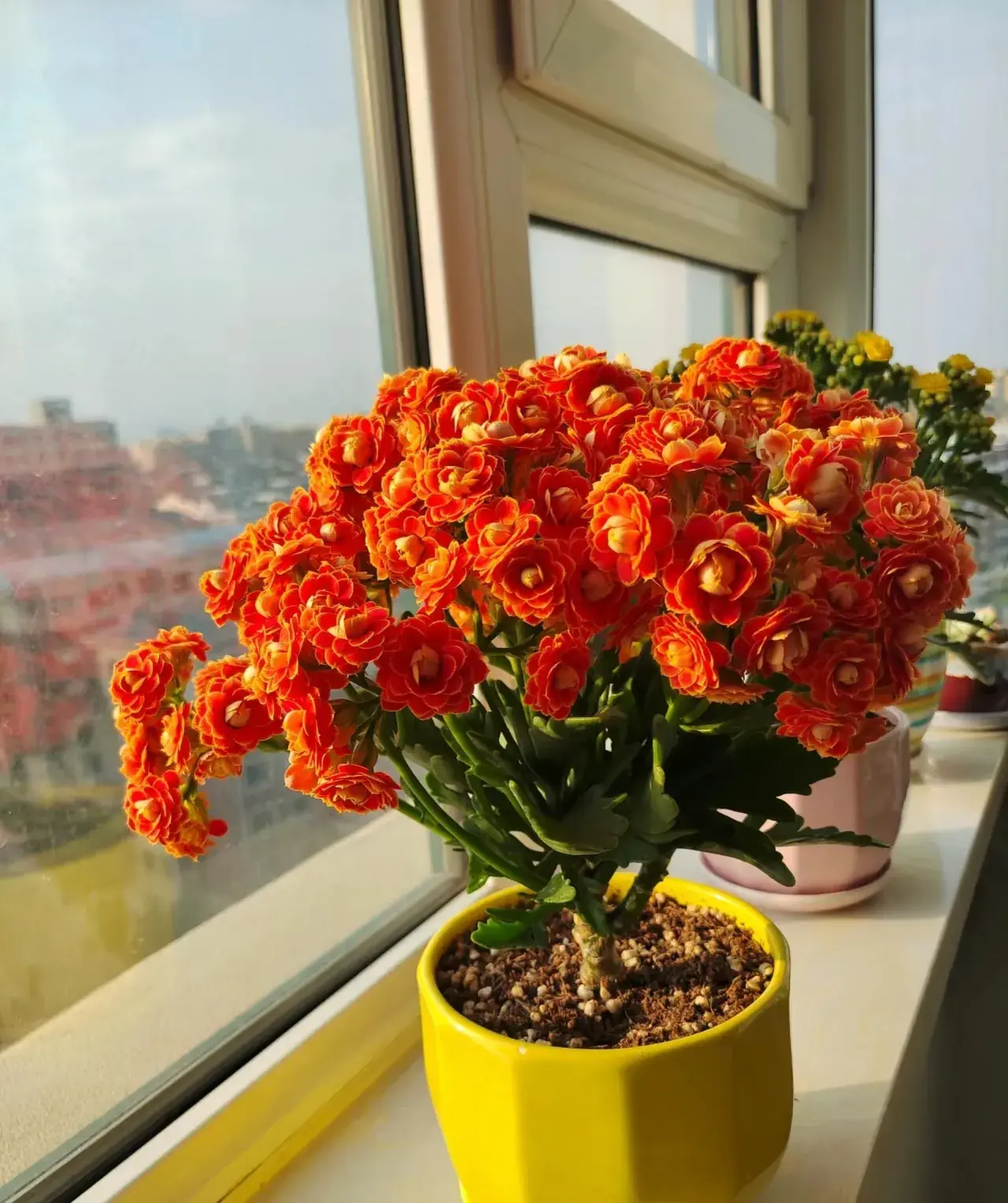 家里养茶花好不好养