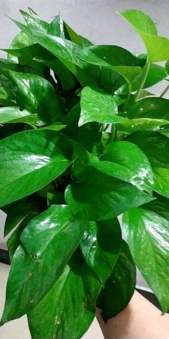 如何养花的技巧(花草种植知识)