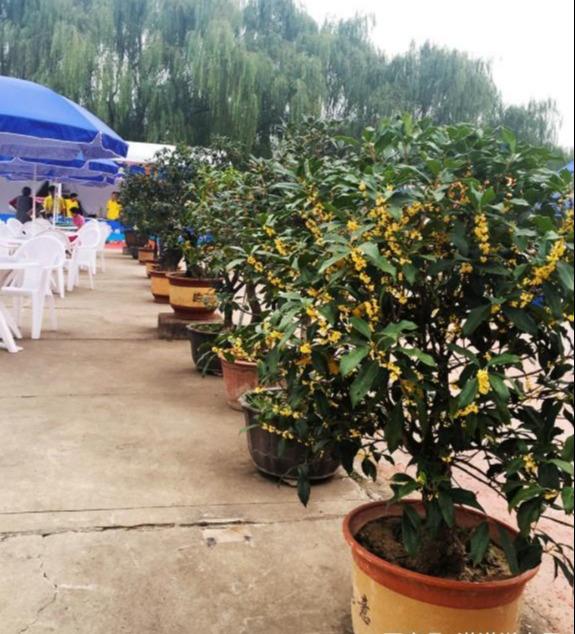 哪种桂花树最香最好闻