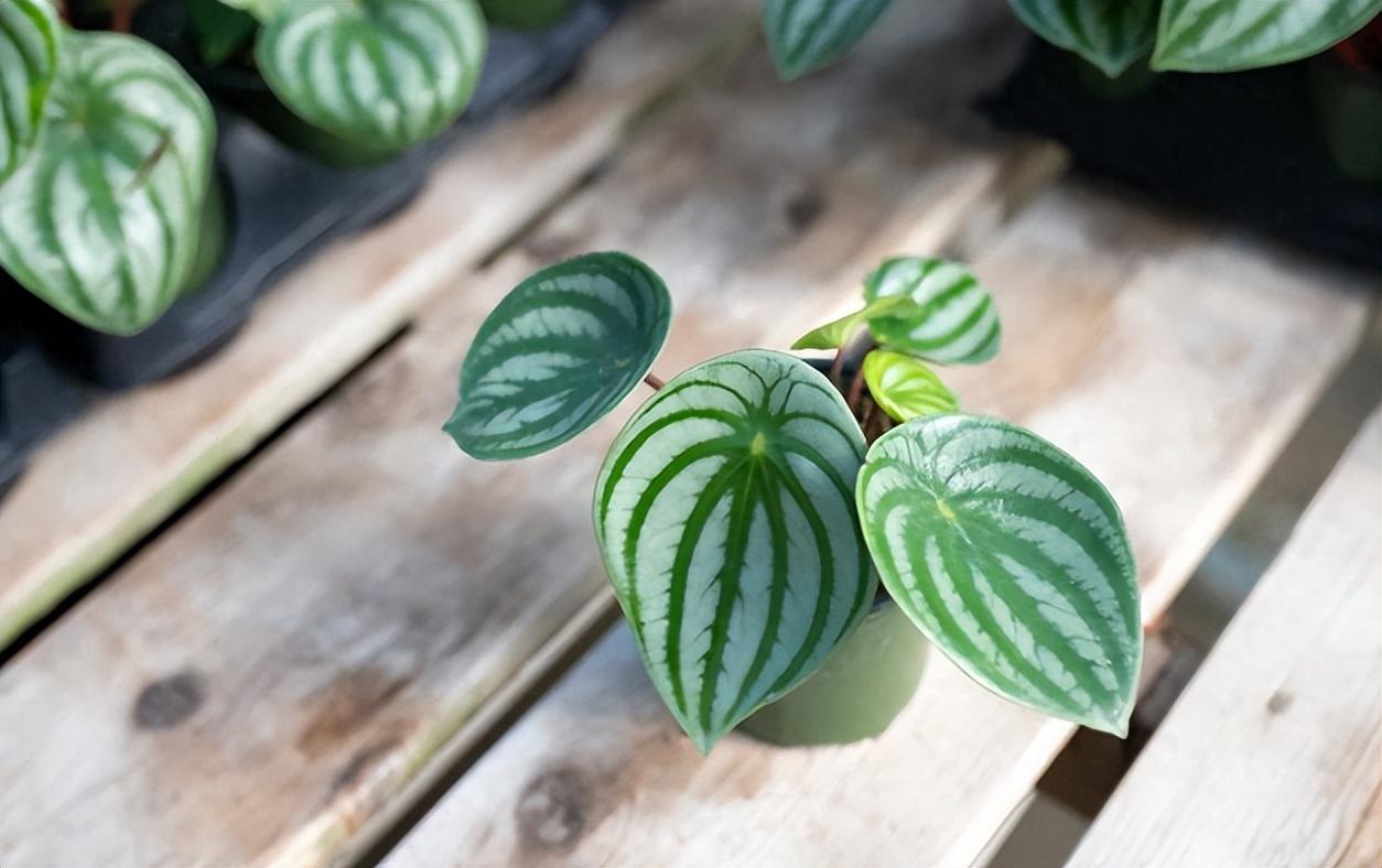 室内盆景植物有哪些品种