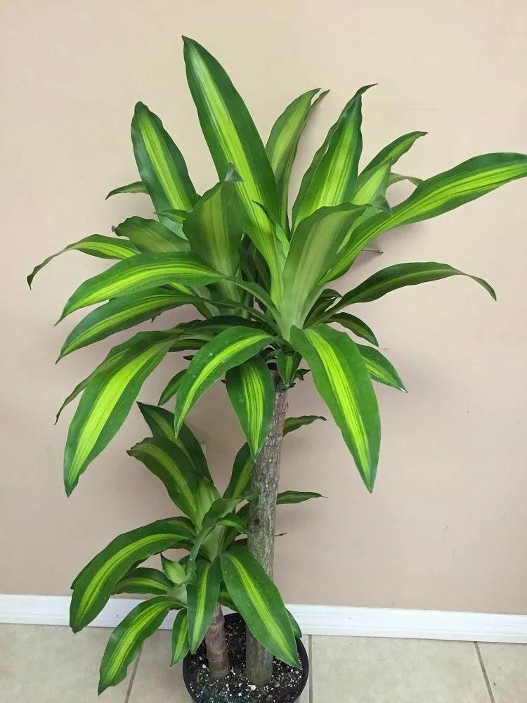 巴西木开花什么样(关于巴西木盆栽的养殖方法)