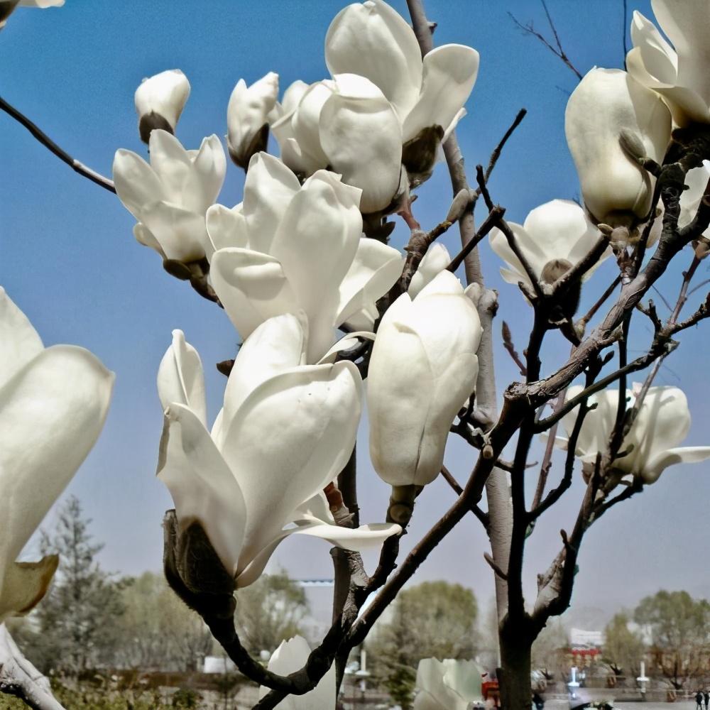木兰花的花语与寓意是什么(详解木兰科植物特点)