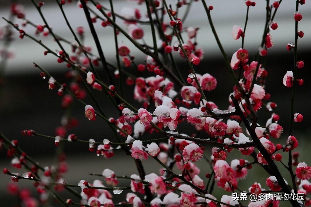 中国十大名花的象征意义(室内花卉品种植物大全)