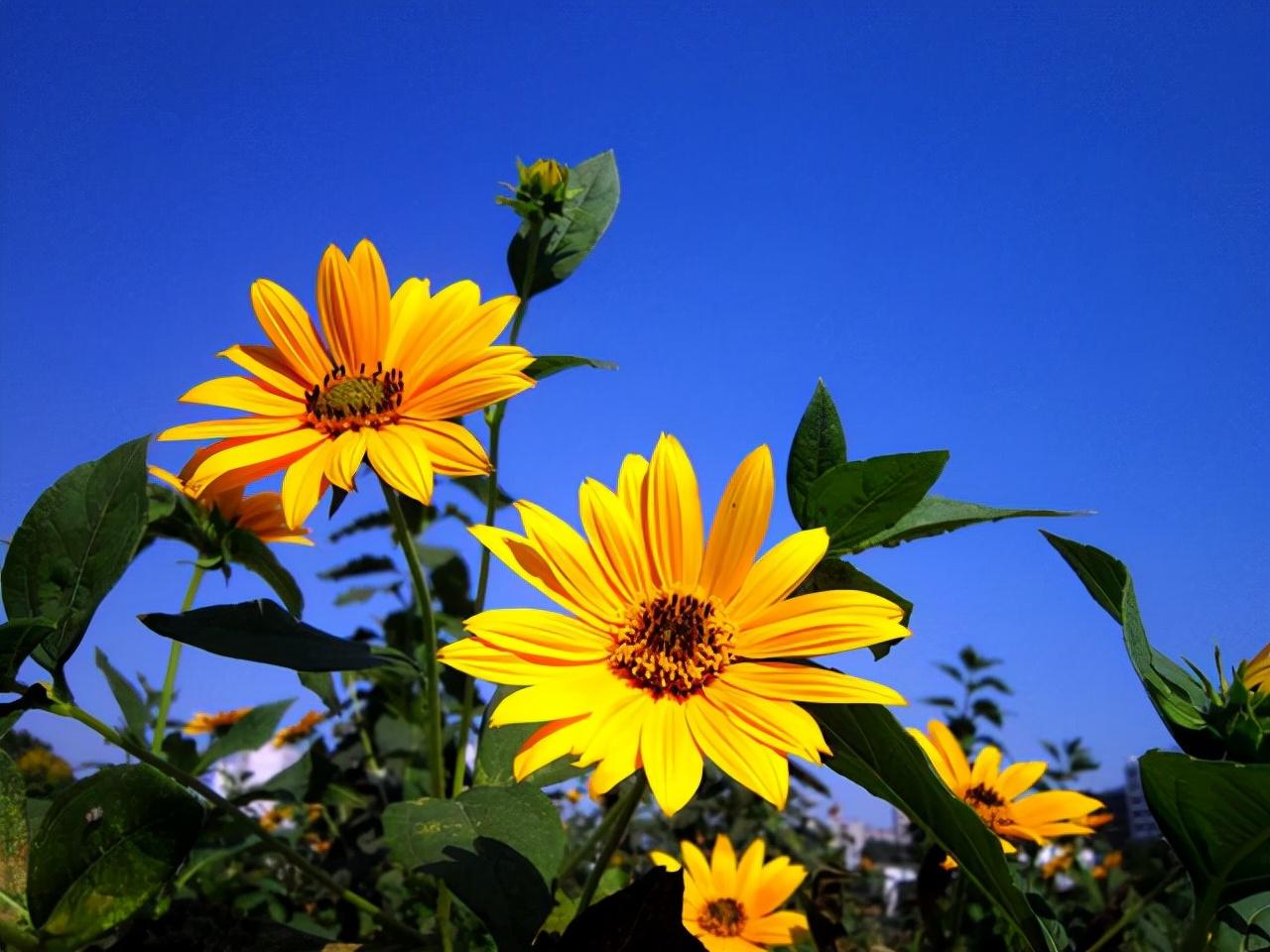 金盏花和金盏菊花一样吗