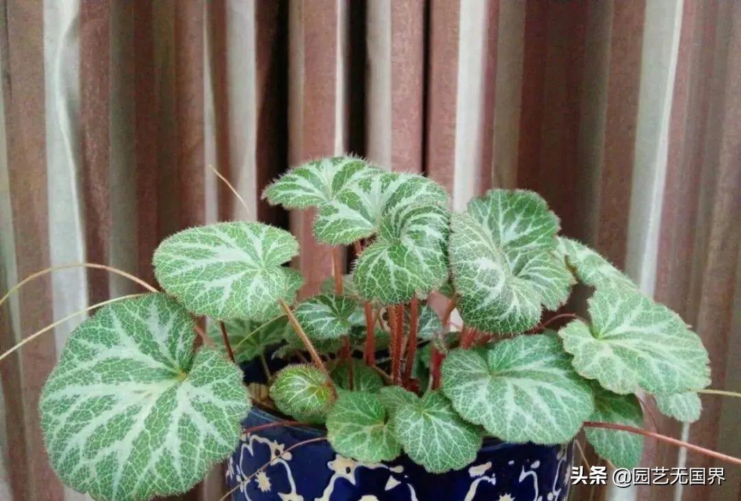 阴生植物怎么养(适合长期在室内耐阴的植物)