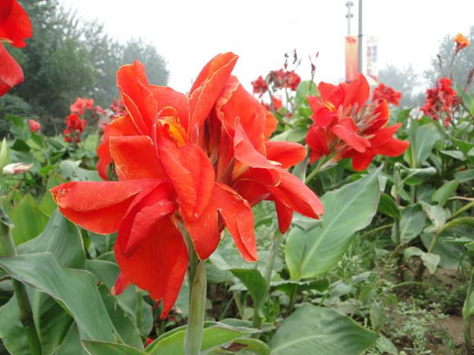 美人蕉的养殖方法(种植美人蕉的方法)