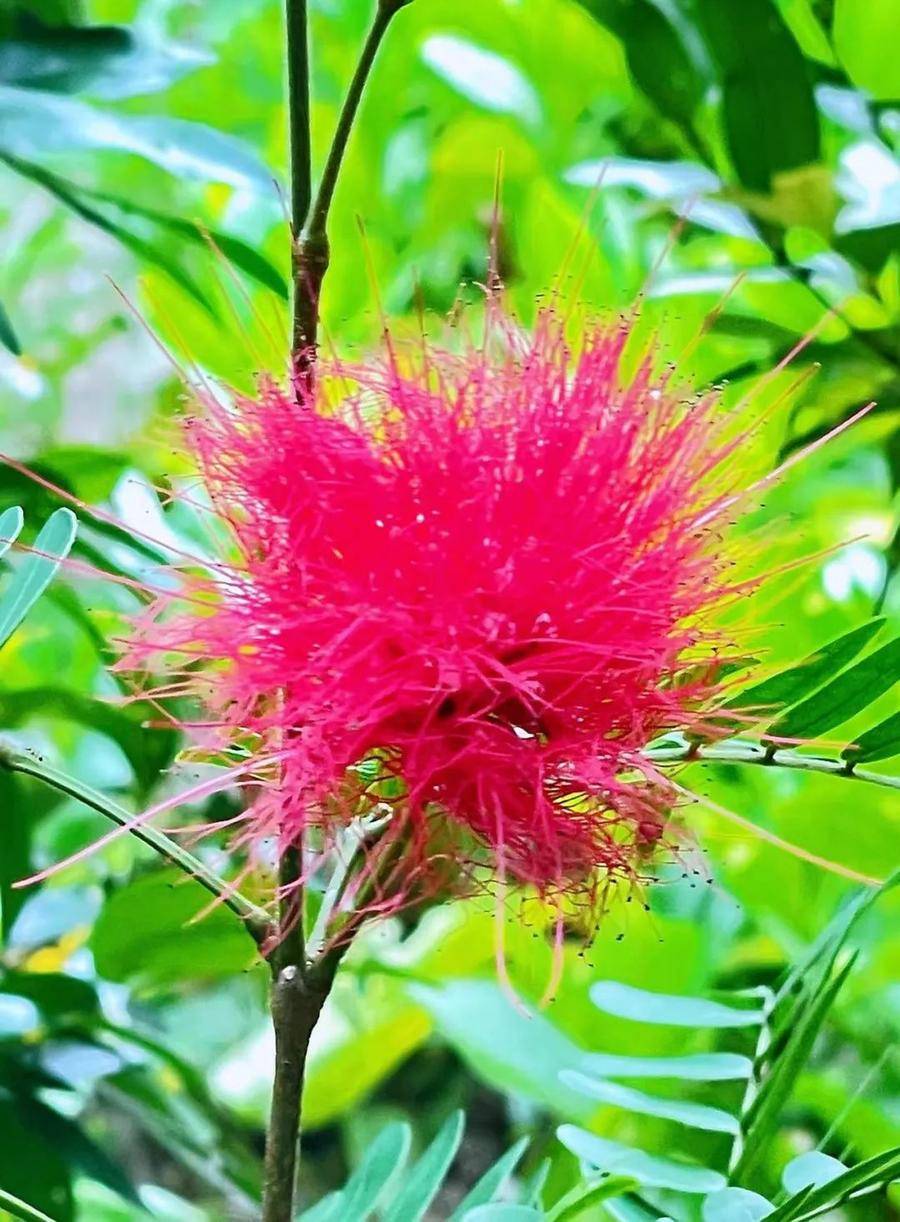 红绒球是什么花(绒球花图片真实)