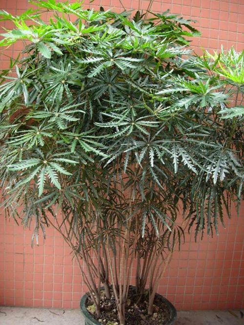 常绿阔叶林有什么植物(地理植被类型分类)