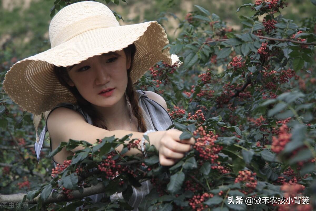 花椒树的种植方法(详解花椒种植技术)