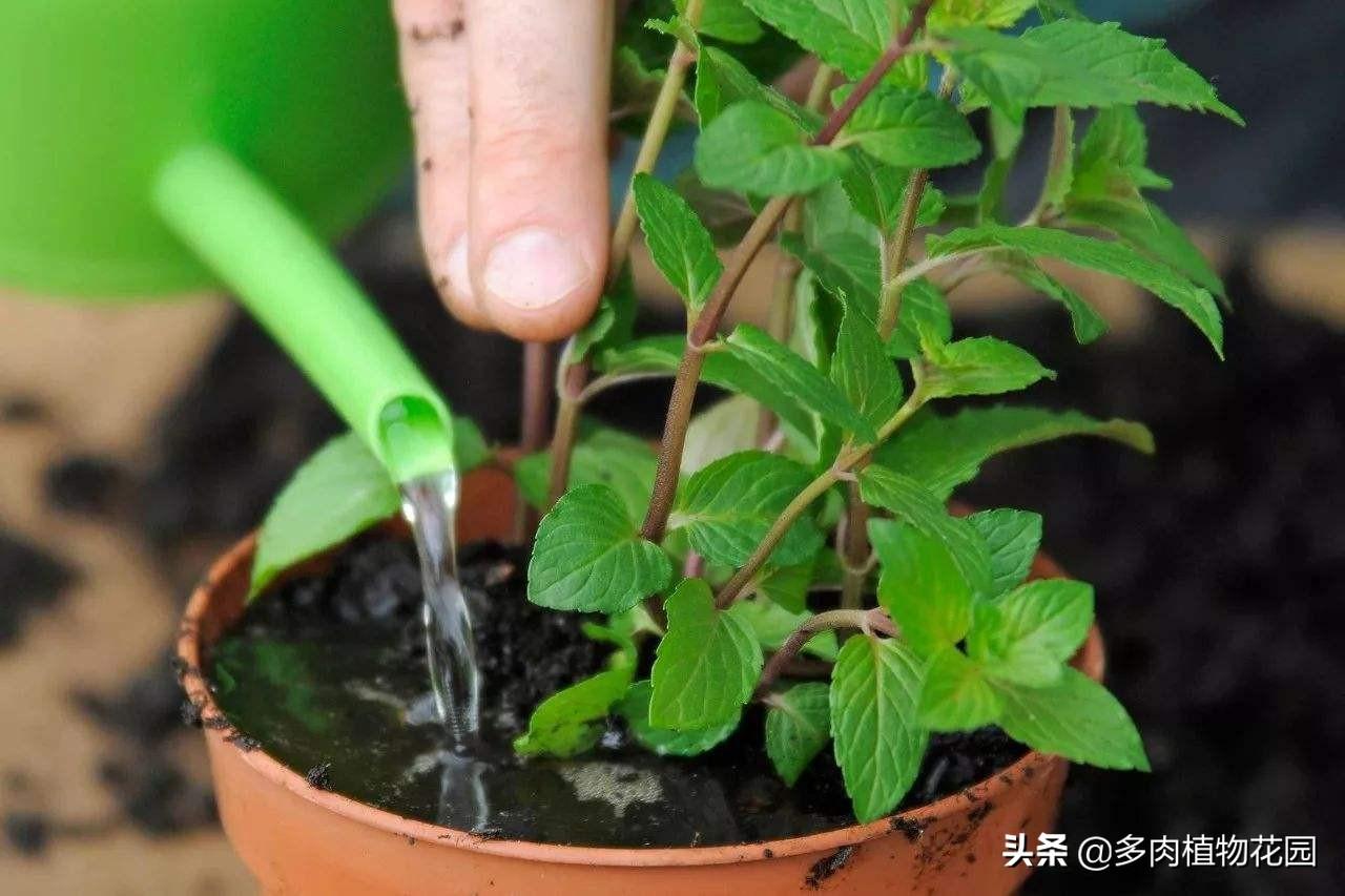 薄荷叶子发黑干枯怎么办(叶子尖发黑枯萎的处理办法)