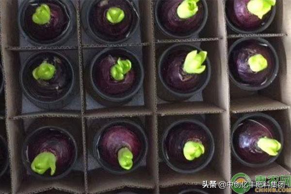 水培风信子要不要晒太阳