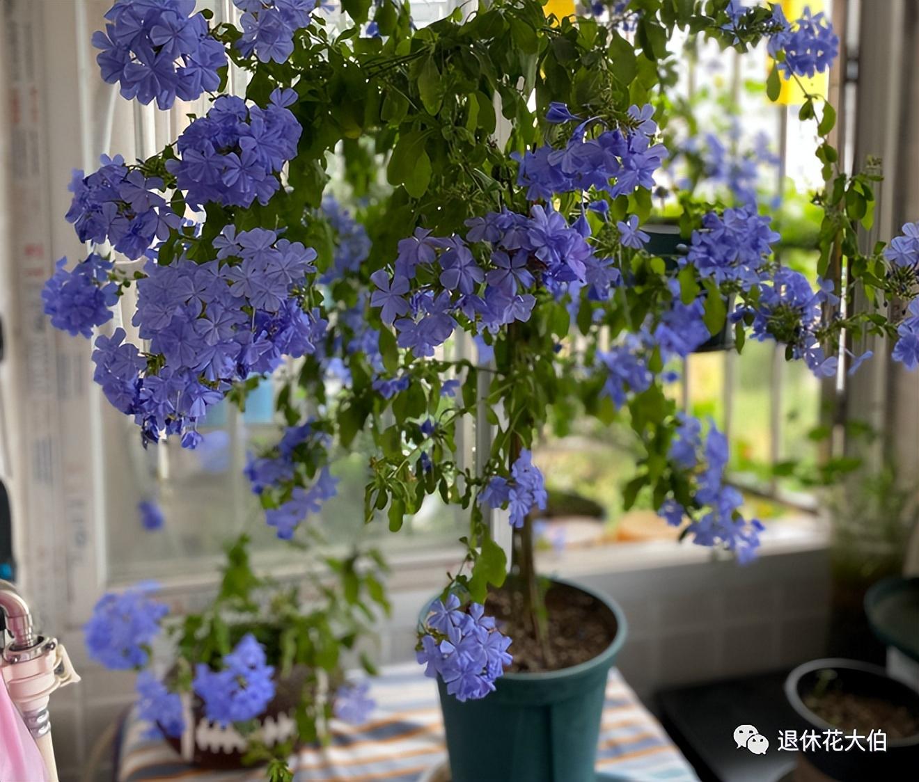 如何养花的技巧和施肥(详解养花技巧及知识大全)