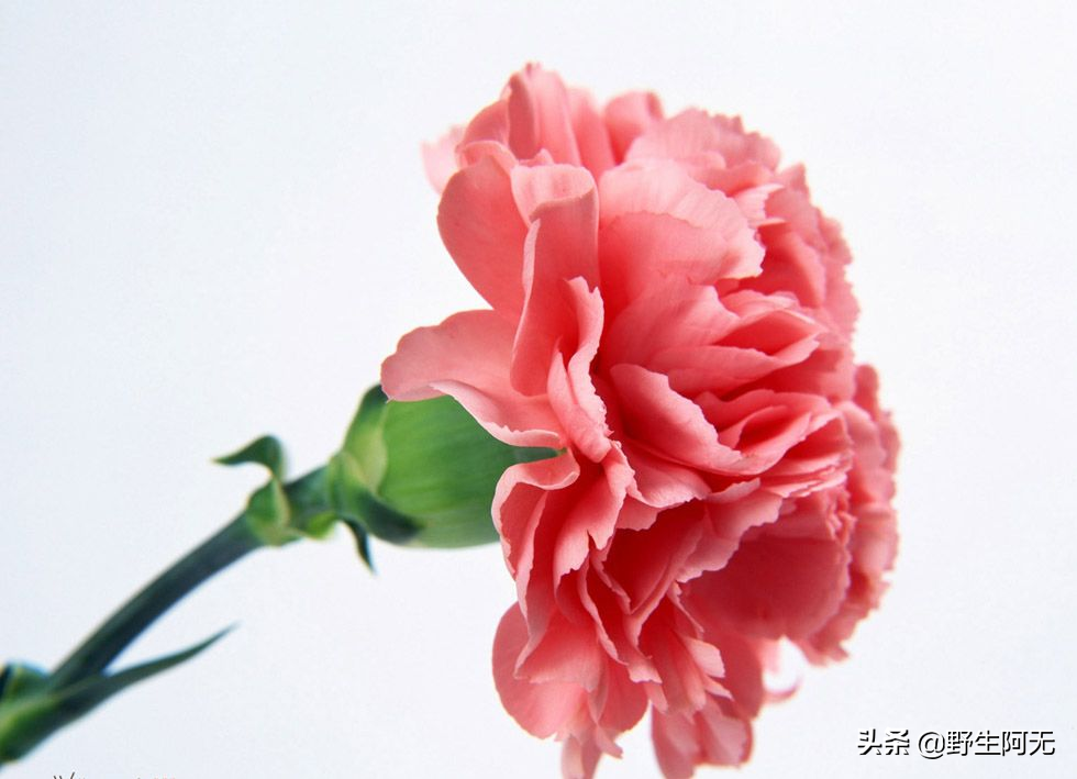 如何养康乃馨鲜花盆栽（康乃馨插花技巧搭配）
