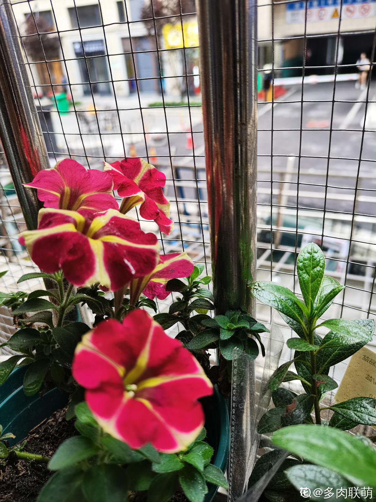 适合阳台种植的花卉有哪些(客厅最旺家的绿植)