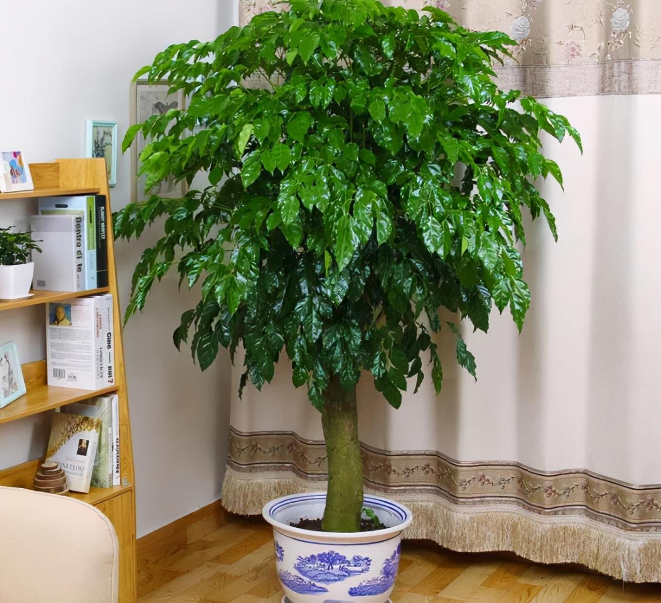 适合家里养的吉祥花卉有哪些