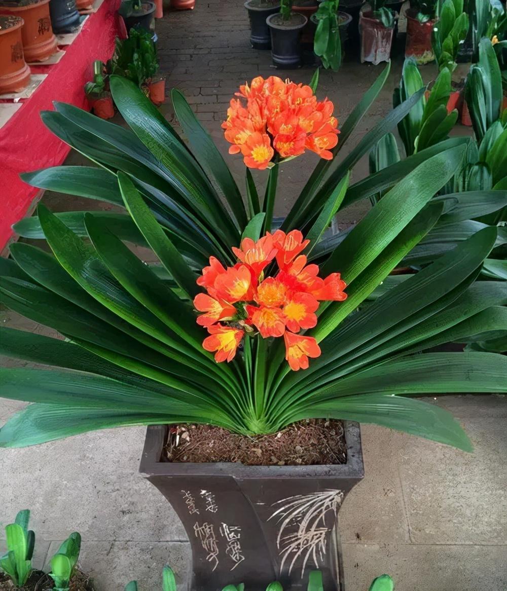 大型绿植有哪些(客厅最好养的大型绿植)